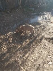 Вязка собак: Питбуль, 2 месяца, Самка, С прививкой — 6