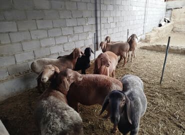 купить инкубационное яйцо с доставкой в регионы: Продаю | Овца (самка) | Для разведения | Племенные — 1