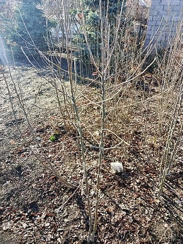 Эмерек: Көчөттөр дарактардын: Мажрүм талдар — 3