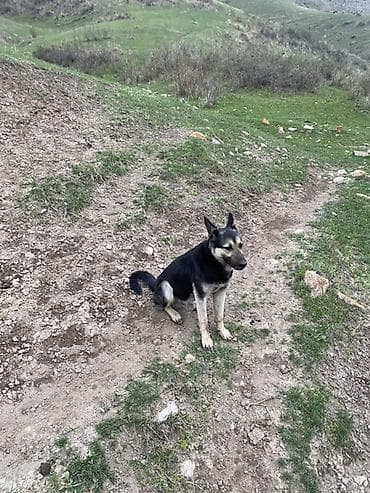 тикап пудель купить: Немецкая овчарка, 3 года, Самец — 1