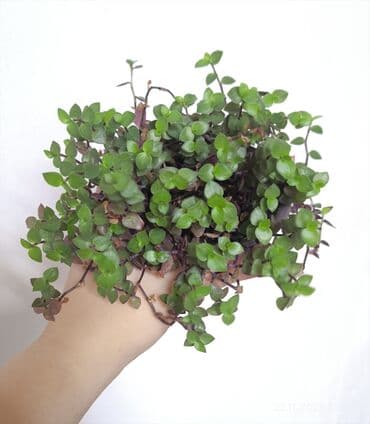 коновалов сад: Распродажа 🔥Продаю комнатные растения 🪴. Пассифлора кализия розовая — 13