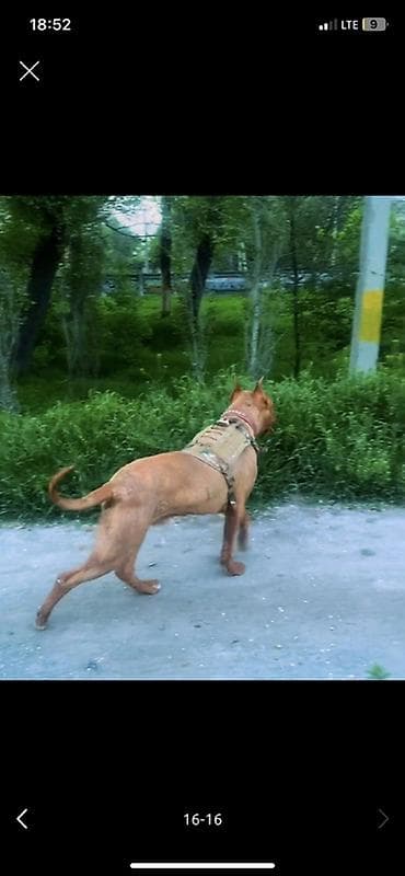 подарки для мальчиков: Питбуль, 1 год, Самец, С прививкой — 2