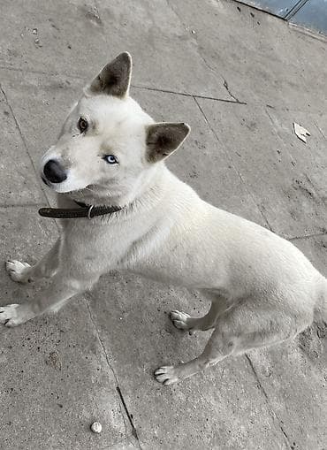 щенок хаски бесплатно: Хаски, 1 месяц, Самка — 2