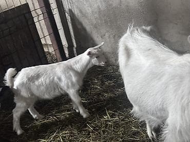чон ат: Продаю | Коза (самка) | Для молока — 2