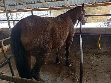 коный спорт: Продаю | Кобыла (самка), Конь (самец), Жеребенок | На забой, Рабочий — 9