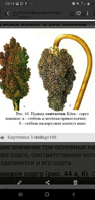 фикус гулу жонундо маалымат: Жугору карасы агы болсо сатып алам баасы келишим — 1