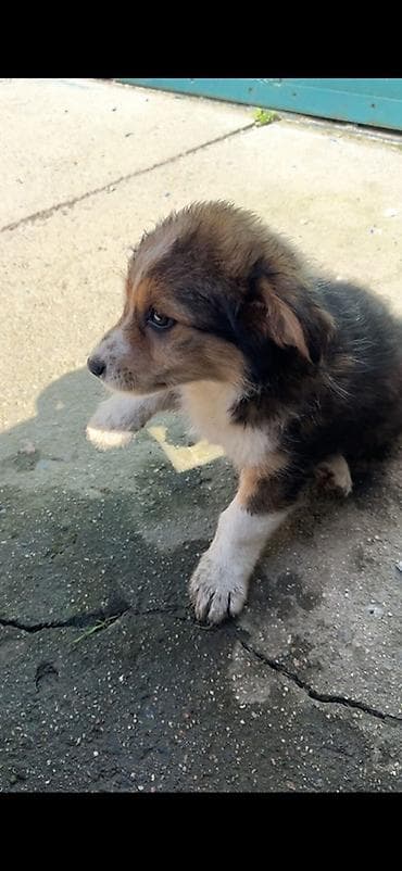 пародистый кошка: Собака даром: Дворняжка, 2 месяца, Самка — 3