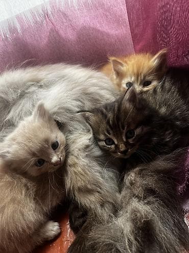 котята в канте: Пушистые котята от домашней кошки - Окрас: рыжий, кремовый и тигровый — 4