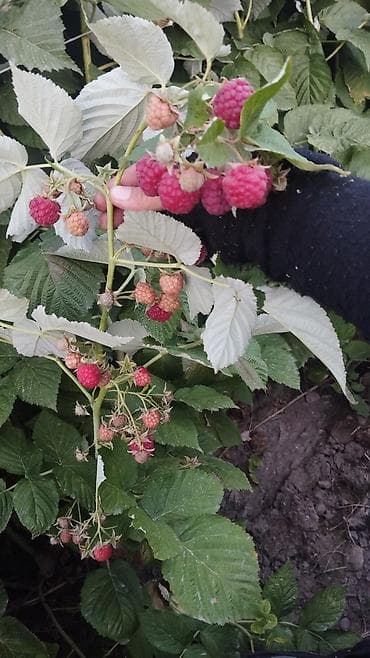 Рассады клубники сорт альбионмурано,клери,и черный долгоиграющий с — 6