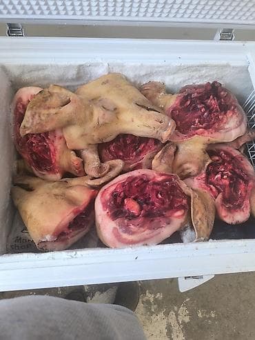 мяса рез: Продажа мясо свинины 猪肉批发及零售 Есть все всегда в наличии. мясо свинина — 3