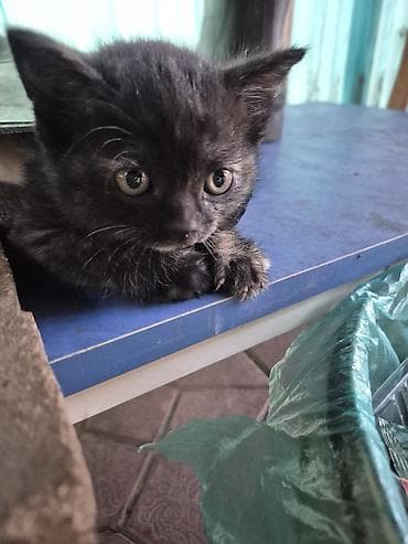 голая кошка сфинкс цена: Котята продаю за 1500 сом ручные кушают всё — 2
