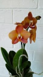 орхидея заказать: Большой выбор цветущих сортовых орхидей высота растений 35 см — 7