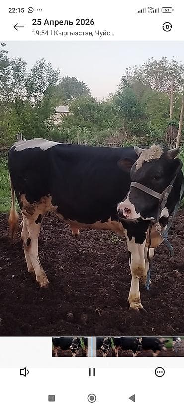 кой сойу: Продаю | Бык (самец) | Голштин | Для разведения | Привязанные — 3