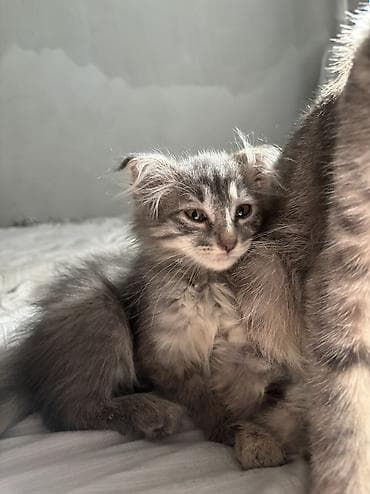 котята саванна: Нибелунги вислоухие котята, длинношёрстные (окрас: дымчатый/серый) - — 2