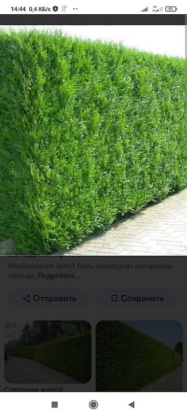 Семена и саженцы: Живая изгородь из туи (туя западная, сорта типа Смарагд/Брабант) - — 1