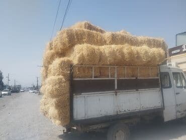 кролик декоративный: Саман — 1