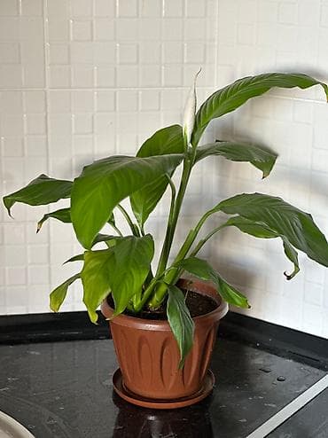 Женское Счастье 
Домашний цветок