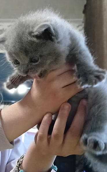 короткошёрстная: Британский короткошёрстный котёнок, окрас блю (голубой) — 5