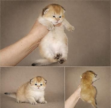 длиная: Порода: шотландская короткошёрстная окрас золотой шиншилла (golden — 1