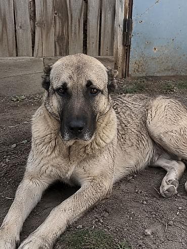 сколько стоит аксолотль: Продается щенок алабай самец недорого(
Месяц) на фото мать и отец — 3