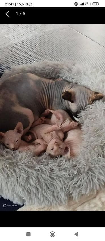 Порода: канадский сфинкс (котята). Окрас: кремовый/бежевый