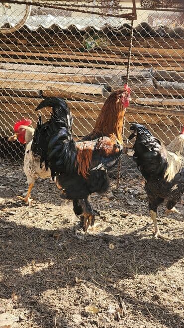 купить собаку доберман в бишкеке: Продаю | Петух | Домашняя | Для разведения — 3