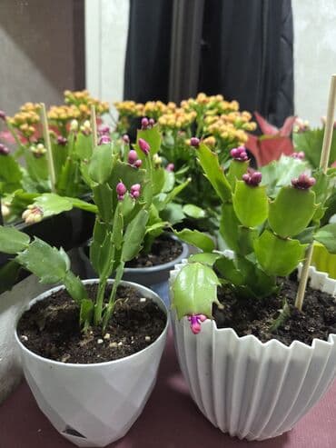 коне корсе: Алоказия (Alocasia) в декоративном горшке - Эффектные стреловидные — 4