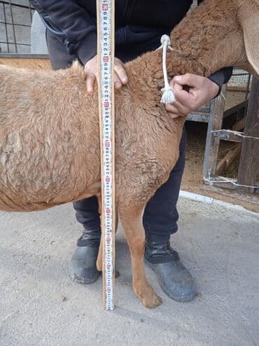 сколько стоит американская короткошёрстная кошка: Продаю | Овца (самка), Ягненок | Арашан — 5