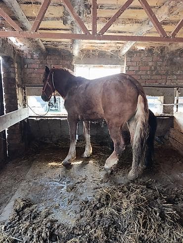 ат тарак: Продаю | Кобыла (самка) | Рабочий | Мерин — 1