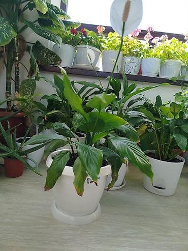 аптечка: Комнатные растения в горшках от 300-1000 1) Алоэ вера (крупные — 5