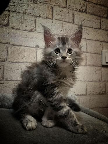 🐾 Продаются очаровательные котята породы мейн-кун 🐾 Предлагаем в