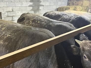 Сатам | Бука (эркек) | Союуга — 1