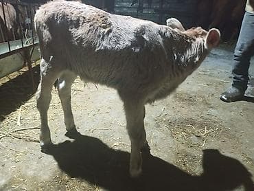 алабай кучук алам: Продаю | Тёлка | На откорм — 2