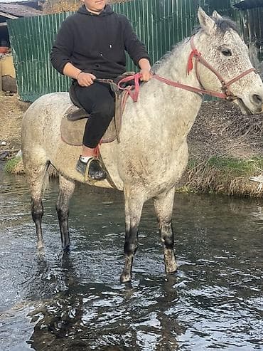 Продаю | Конь (самец), Жеребец | Полукровка | Для разведения, Рабочий, Конный спорт | Племенные, Осеменитель at lalafo.kg Продаю | Конь (самец), Жеребец | Полукровка | Для разведения, Рабочий, Конный спорт | Племенные, Осеменитель