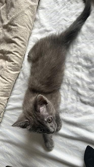 Үй жаныбарлары: Орус көгүлтүр, 2 айлык, Ургаачы, Боз, Аргын — 3