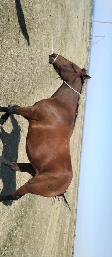 хомяк домашний купить: Другие животные — 2