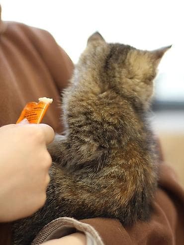 черепаховая кошка: Кошка даром: Сибирская, 2 месяца, Мальчик — 1