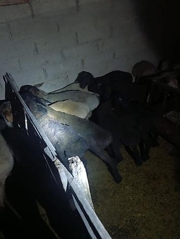 африканские сом: Продаю | Ягненок | Для разведения — 2