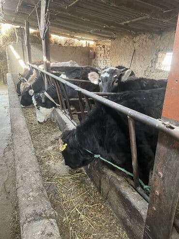 собака долматинец: Продаю | Тёлка | Полукровка | На откорм | Привязанные — 1