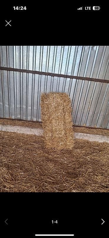 ковчег приют для животных бишкек: Будай саман сатылат — 1