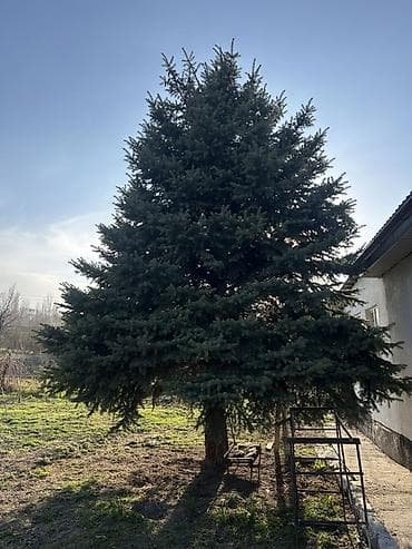 сосновке: Ель (сосновая/еловая порода, вероятно ель обыкновенная) взрослая — 2