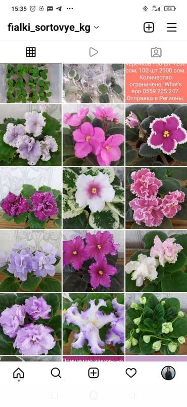 упаковка коробки: Фиалки! фиалки! фиалки! Продажа фиалочек! Все фиалочки только — 3