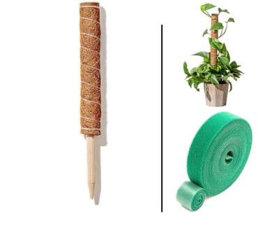 растения для аквариума: Кокосовая опора для растений. и много видов комнатных растений все — 2