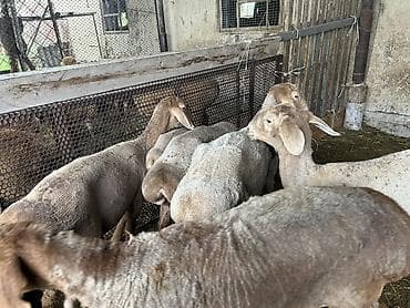 Айыл-чарба жаныбарлары: Сатам | Ургаачы кой (ургаачы) | Арашан | Көбөйтүү үчүн | Асыл тукумдуу — 6