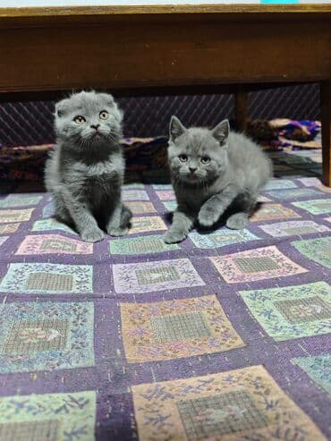 собачий домик: Скотишстрайт - Породные черты: плотный плюшевый мех, круглые — 3