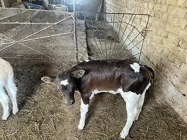 продаю пластиковые ящики: Продаю | Музоо, торпок | На откорм — 5