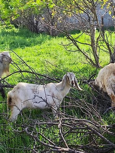 котята сиамской кошки: Продаю | Козлёнок | Нубийская | На забой — 2