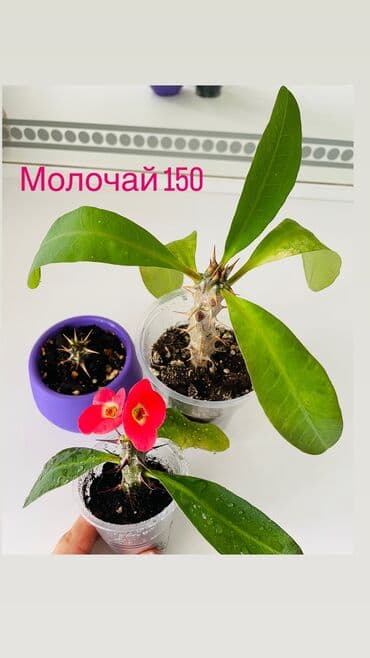 сколько стоит букет цветов в бишкеке: Излишки, состояние 10/10 От 3 цветов и выше сделаю хорошую скидку — 3