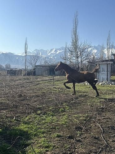 продаю баран арашан: Сатам | Жылкы (эркек) | Ат спорту | Асыл тукумдуу — 4