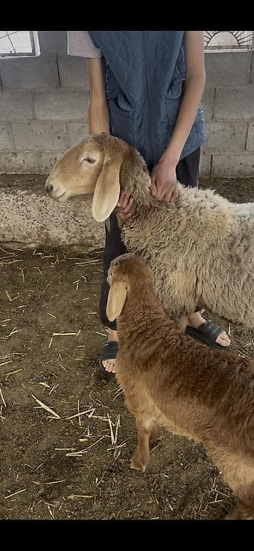 попугай продаю: Продаю | Овца (самка) | Арашан | Для разведения | Матка — 1